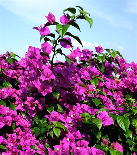 Plant Bougainvillea Flower