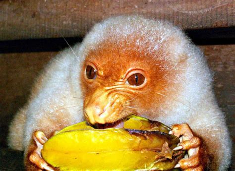 Spotted Cuscus (Spilocuscus maculatus)