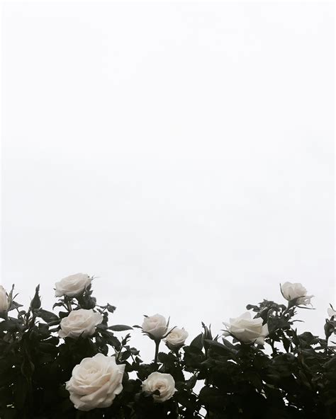 White Rose Aesthetic Wallpapers - Top Những Hình Ảnh Đẹp