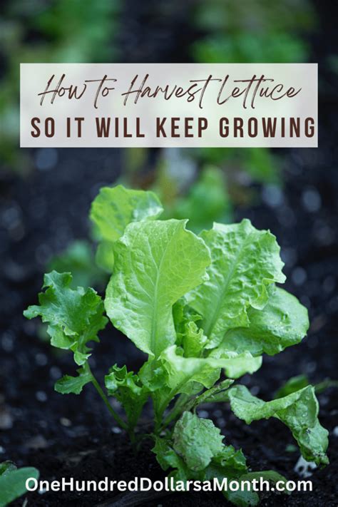 Tips for Harvesting Lettuce So it Will Keep Growing - One Hundred Dollars a Month