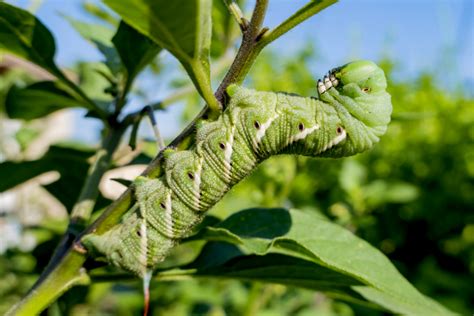 Battling Hornworms - How To Find Hornworms Before They Destroy Plants!