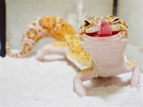 Smiling Gecko with His Toy Gecko