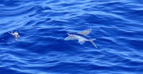 Flying Fish Facts - WikiPoint - Wiki Point