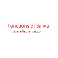 Functions of Saliva - Overall Science