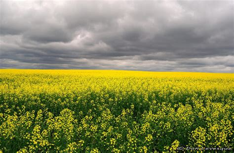 Mustard field forever... by imonline on deviantART