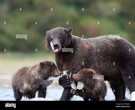 Kodiak bear cubs with their mother ALASKA EXCITING images of a mother Kodiak bear with her two ...