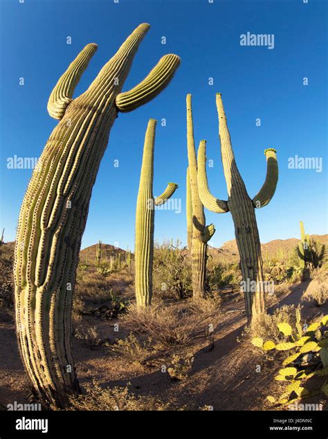 Saguaro National Park, Arizona Stock Photo - Alamy