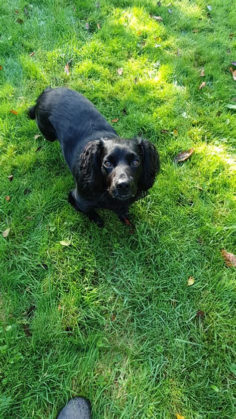 Cocker Spaniel Training 25 Important Tips To Help Your Spaniel Training