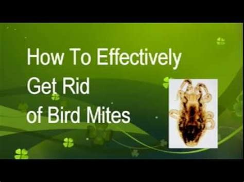 76 Best Of What Do Chicken Mites Do To Humans - insectza