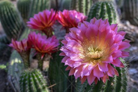 Echinopsis Cactus Flowers Blooming Stock Photo - Image of bright ...