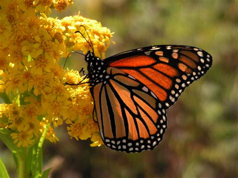 10 datos increíbles sobre la mariposa monarca, reina de Michoacán