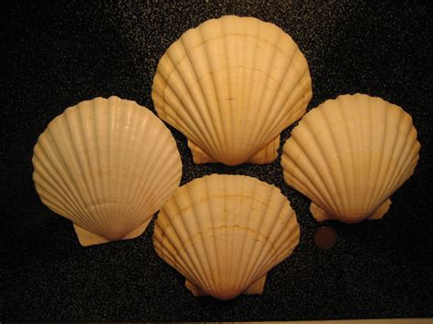 Huge Scallop shells Huge Scallop shells – I Love Shelling