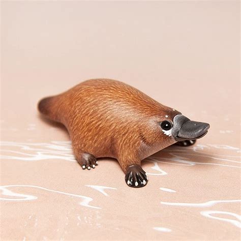 Platypus: A Bizarre and Remarkable Creature