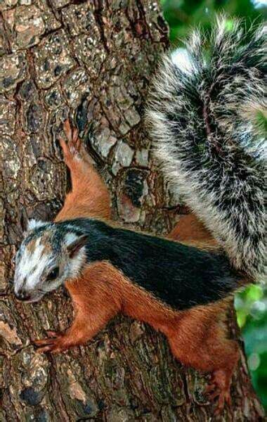 Pin van jeannette banas op SQUIRRELS | Schattige dieren, Dieren ...