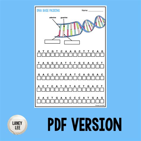 Dna Base Pairing Worksheet – E Street Light