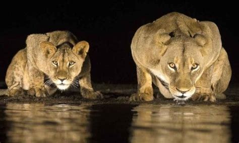 How Do Lions See at Night? • Support Wild