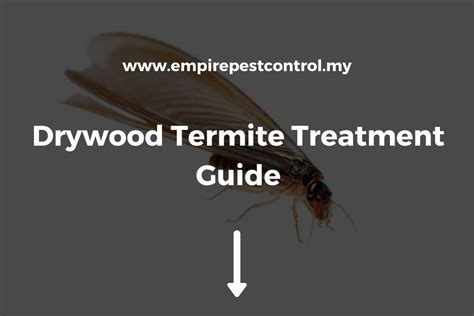 Drywood Termite Treatment Guide [April 2024]