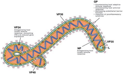 The virion structure showing the nuclear material and glycoproteins [44]. | Download Scientific ...