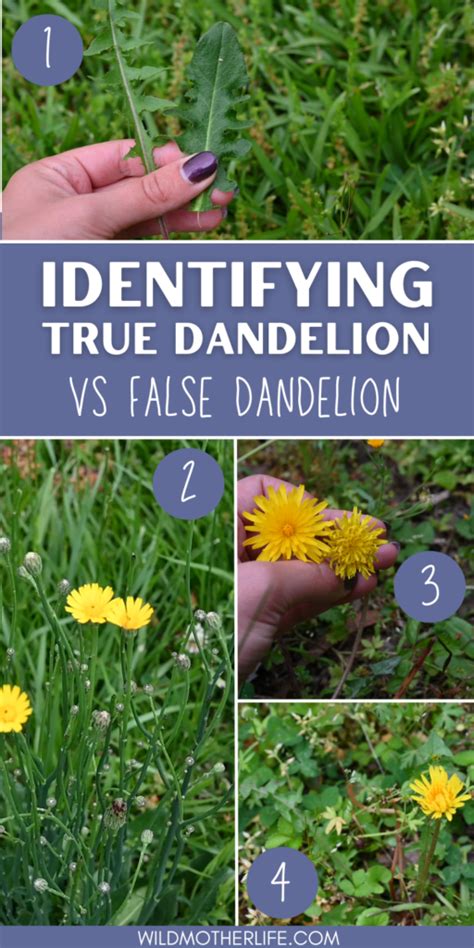 How To Identify True Dandelion - Wild Mother