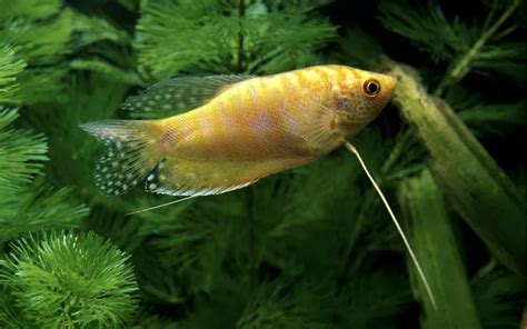 Gold Gourami Care: Complete Guide for Beginners - AquariumNexus