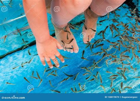 Doctor Fish in a Spa Aquarium. Garra Rufa Stock Photo - Image of beauty, health: 158819870