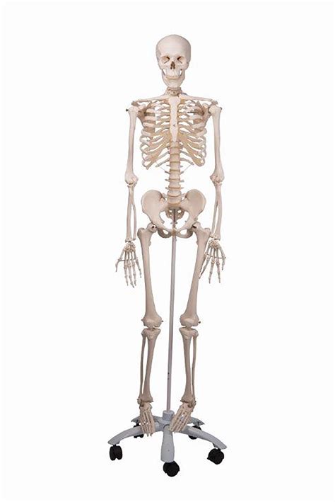 G1003023 - Plastic Skeleton - Full Size | GLS Educational Supplies