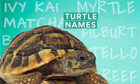 200 Top Turtle Names for Your Hard-Shelled Buddy | BeChewy