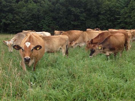 » Countdown to the VT Grazing & Livestock Conference! : VT Pasture Network : University of Vermont