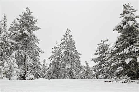 Premium Photo | Snow covered pine tree forest