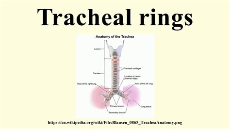 Tracheal rings - YouTube