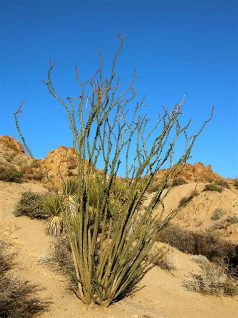 Ocotillo,joshua tree national park,california,usa,rocks - free image ...