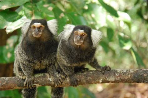 Common Marmosets [IMAGE] | EurekAlert! Science News Releases