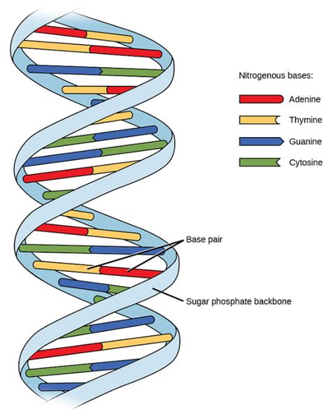 Write any four salient features of the double helix structure of DNA.