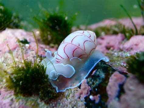 10 Amazing Mollusks: Facts and Photos - HubPages