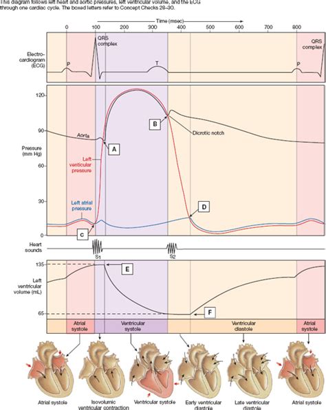 Solved This diagram tollows left heart and aortic preesures, | Chegg.com