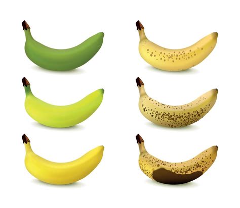 Banana Ripening Stages 19774612 Vector Art at Vecteezy