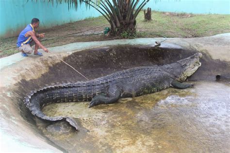 5 Buaya Terbesar Di Dunia Yang Pernah Ditemukan | SeruMenarik.Com