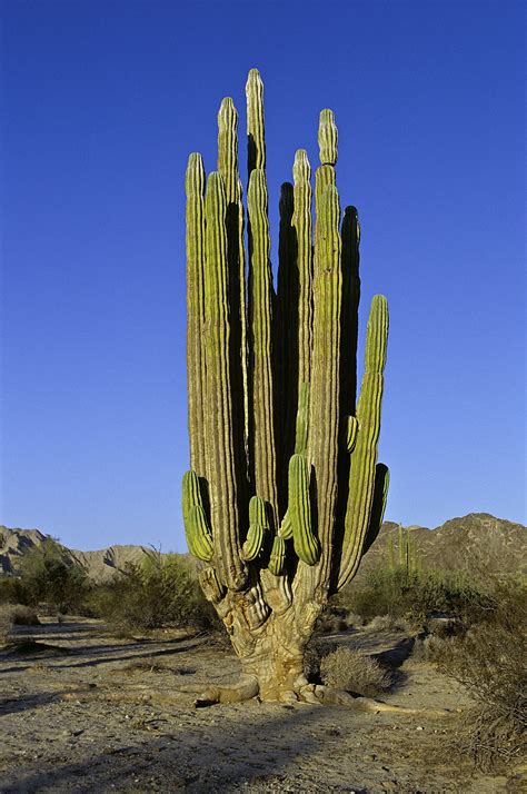 Zaguaro Gigante | Cactus plants, Saguaro cactus, Cactus