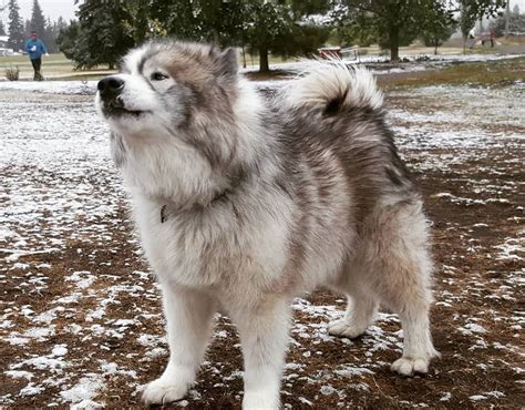 Canadian Eskimo Dog Breed Information Guide: Facts & Pictures | BARK