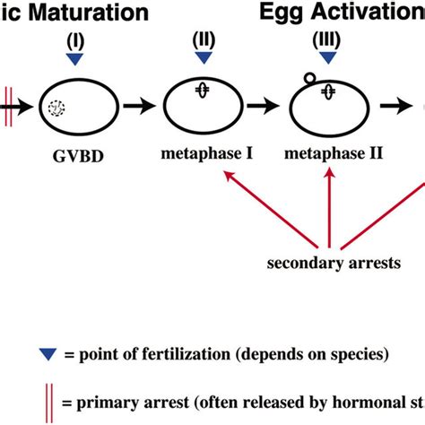 Oocyte Meiotic Maturation and Egg Activation. The oocytes of most ...