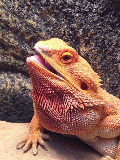 One happy beardie! | Bearded dragon funny, Bearded dragon, Pet watching