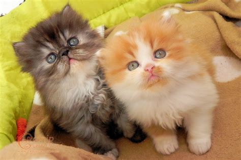 2 Persian Kittens | Catnip Camera