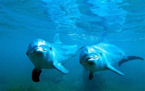 animals, Nature, Dolphin, Underwater, Blue, Sea, Water Wallpapers HD ...