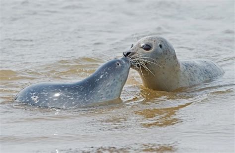 Harbor Seal - Facts, Size, Diet, Pictures - All Animal Facts