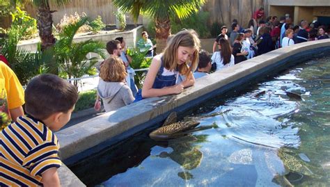 Check Out FREE Shark Lagoon Nights on Fridays at The Aquarium of The ...