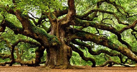 Sacred Medicine Trees of North America - The Sacred Science The Sacred Science