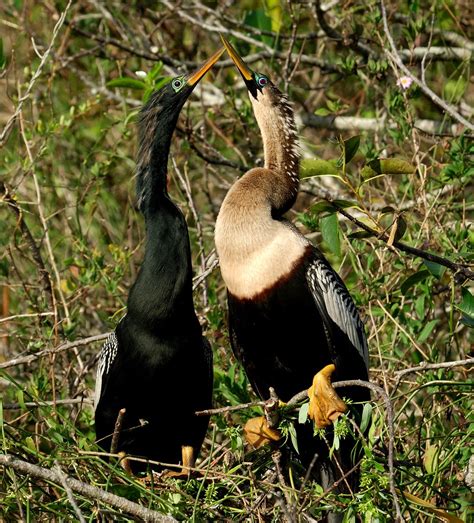 Male and Female Anhinga | Bruce Andersen | Flickr