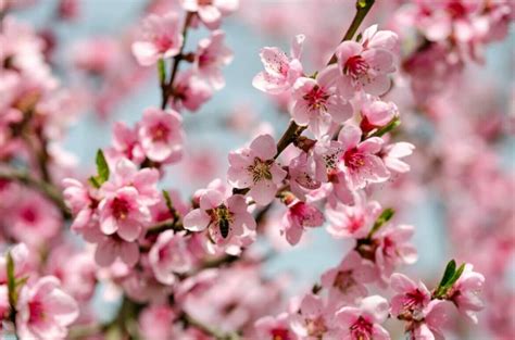 Peach Blossom's Tale: Discover its Rich Meanings and Legends - Petal Republic