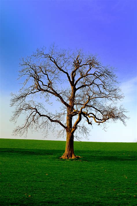 Tree Free Stock Photo - Public Domain Pictures