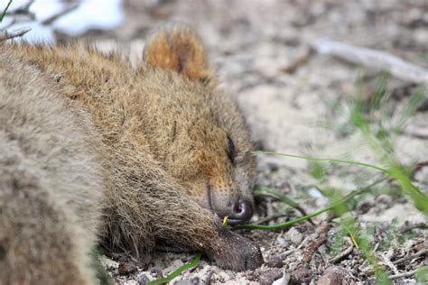 Just a Bunch of Photos of Quokkas | Lateral Movements